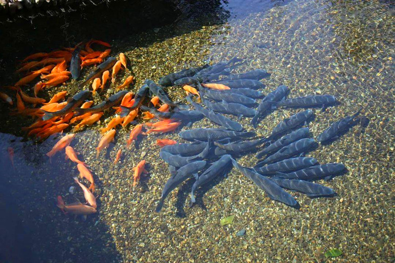 皖休寧泉水草魚入選全國名特優新農產品名錄