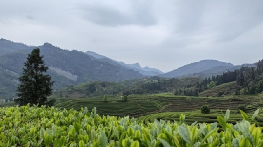 「吳印人家」的東方茶道之路