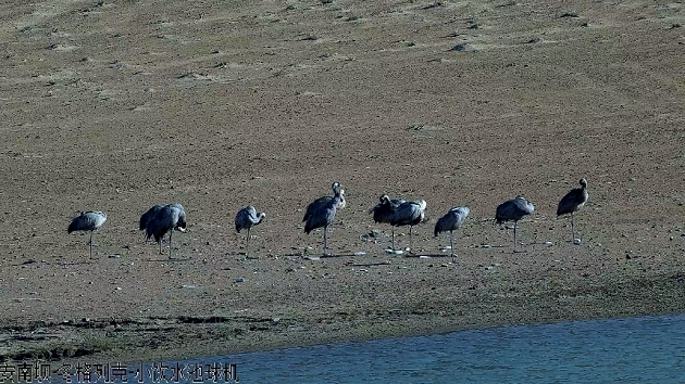 稀客來訪 安南壩保護區五一假期迎灰鶴