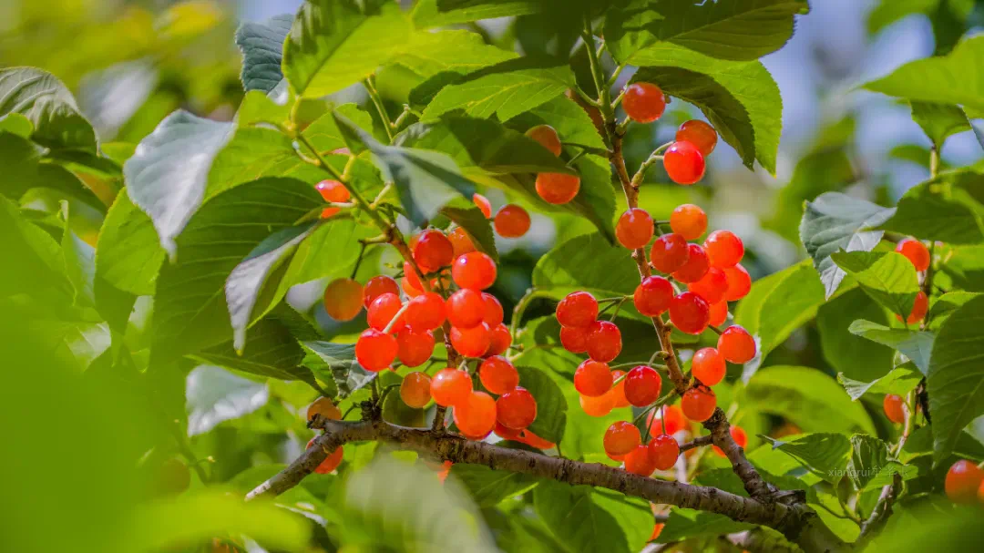 青島2025櫻桃節暨第三十屆北宅櫻桃節啟幕