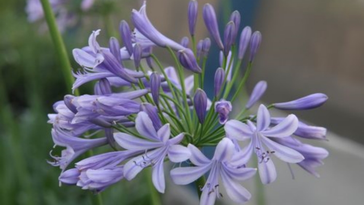 近20品種千盆百子蓮邀您賞