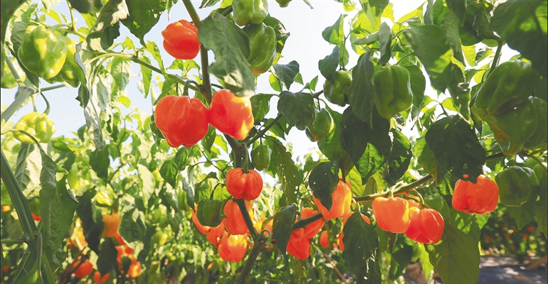 海南定安永豐村發展黃燈籠辣椒產業 辣椒醬加工廠將投產