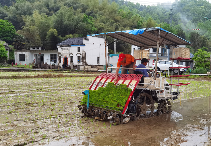 皖黟縣宏潭：「田埂上的增收路」越走越寬