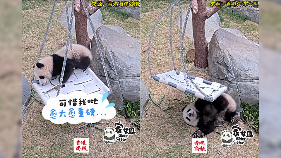 有片｜「千秋君」被壓壞下線 重溫「家姐」「細佬」玩鞦韆時光