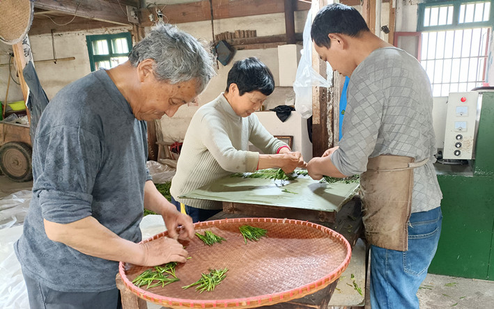 從「提籃叫賣」到「品牌出海」 皖黟縣宏潭猴魁經濟起勢