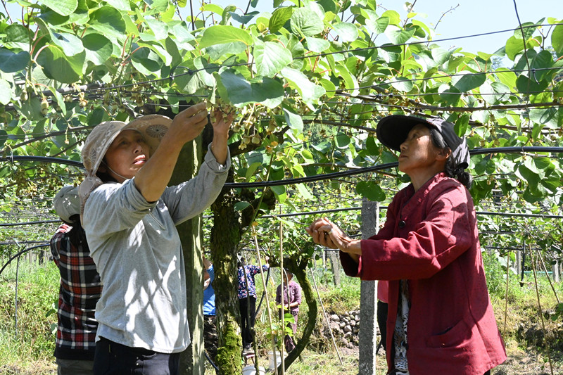 獼猴桃孕育「致富果」  皖休寧縣特色農業「錢景」廣