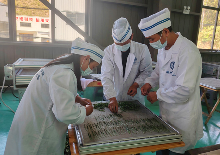 皖黃山區：高手同台比拼 展現猴魁工匠風采