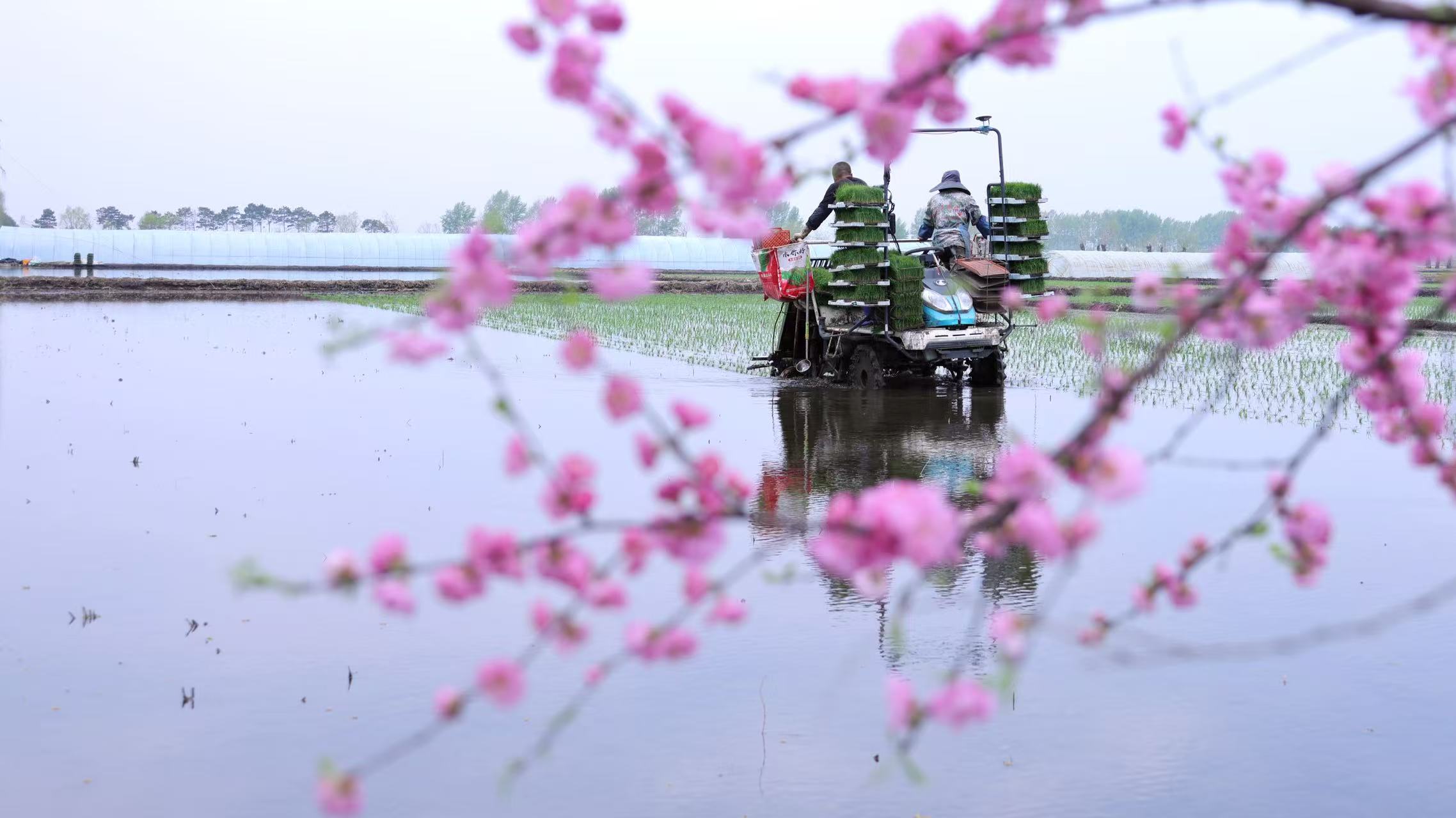 黑龍江水稻開始插秧：白馬西風塞上  杏花煙雨「北林」