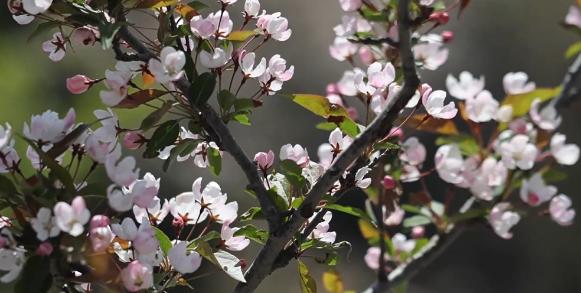 【視聽山東】登泰山之巔 赴海棠之約