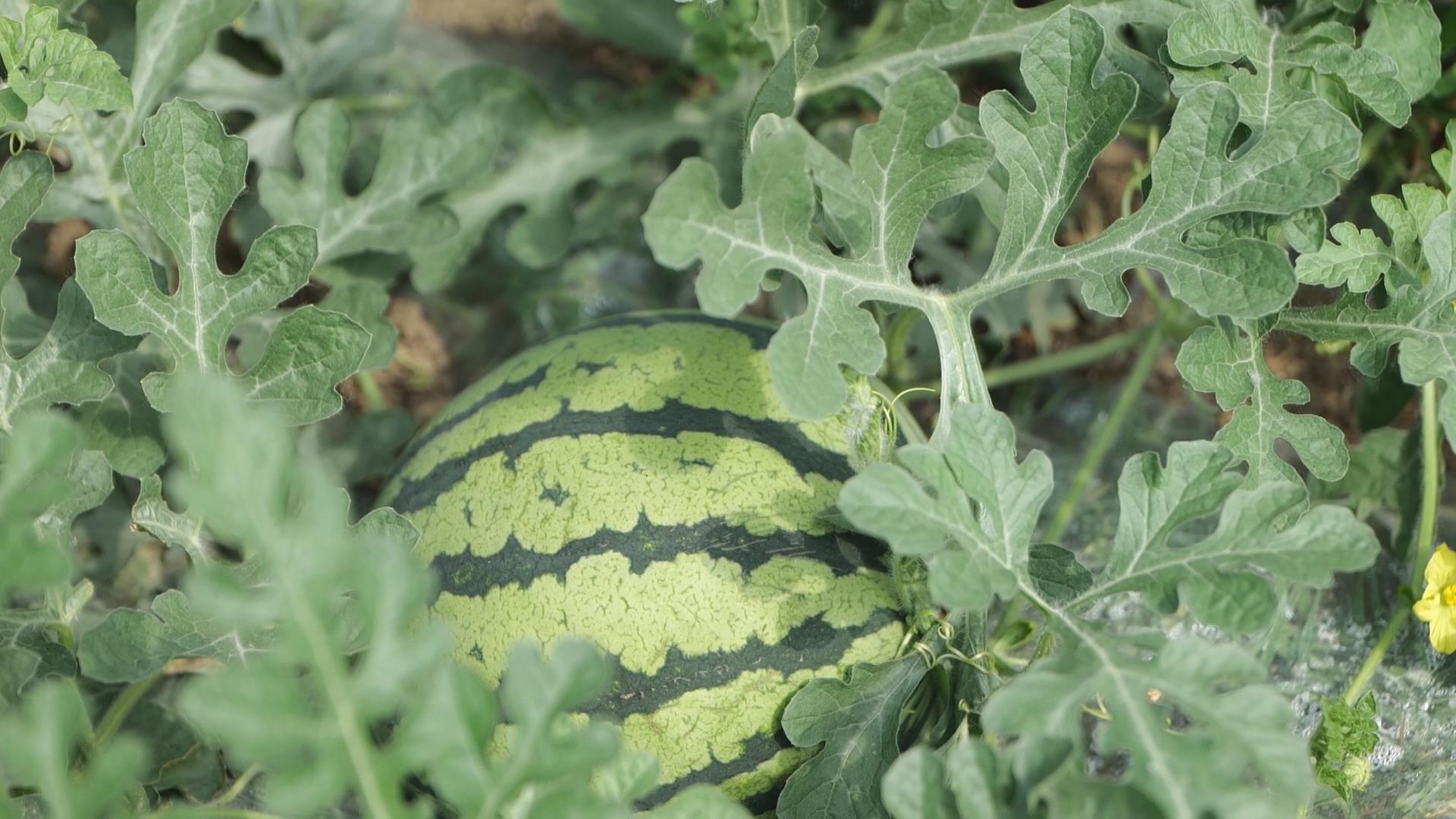 安徽懷遠龍亢西瓜甜蜜上市 盛夏清甜搶「鮮」來