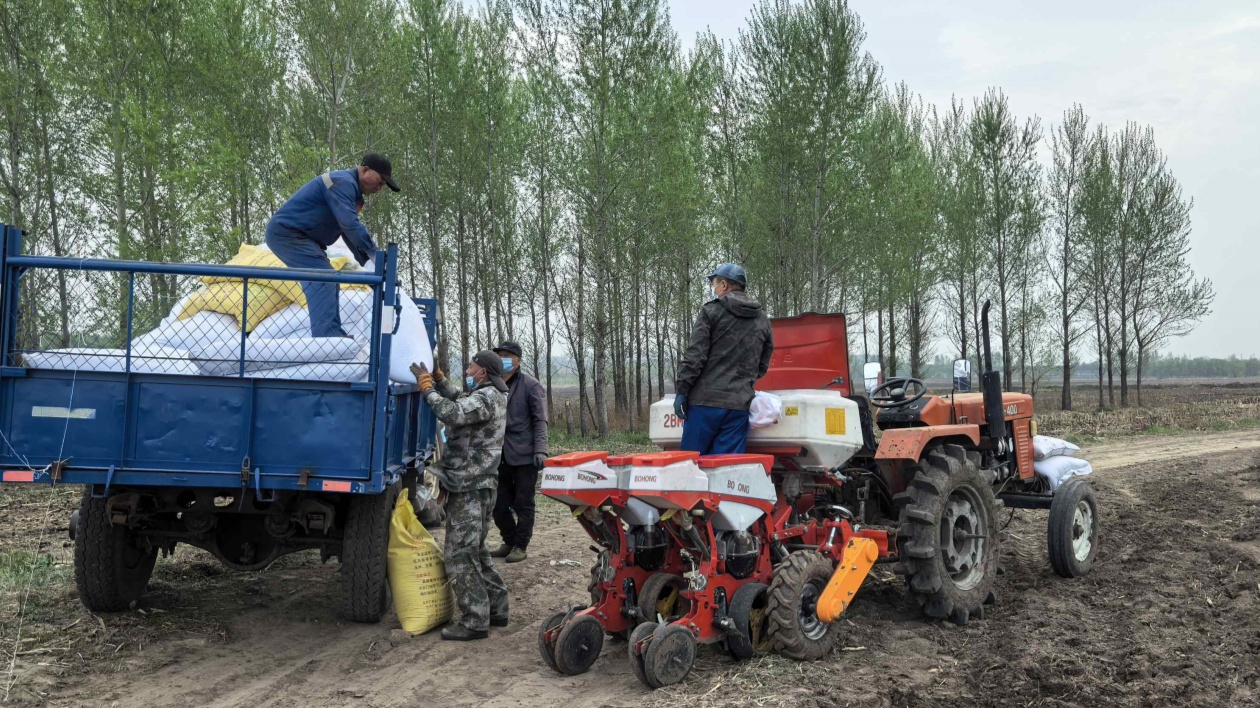 雙行密植拓「糧」途  哈市香坊區東興村鮮食玉米鋪就致富路