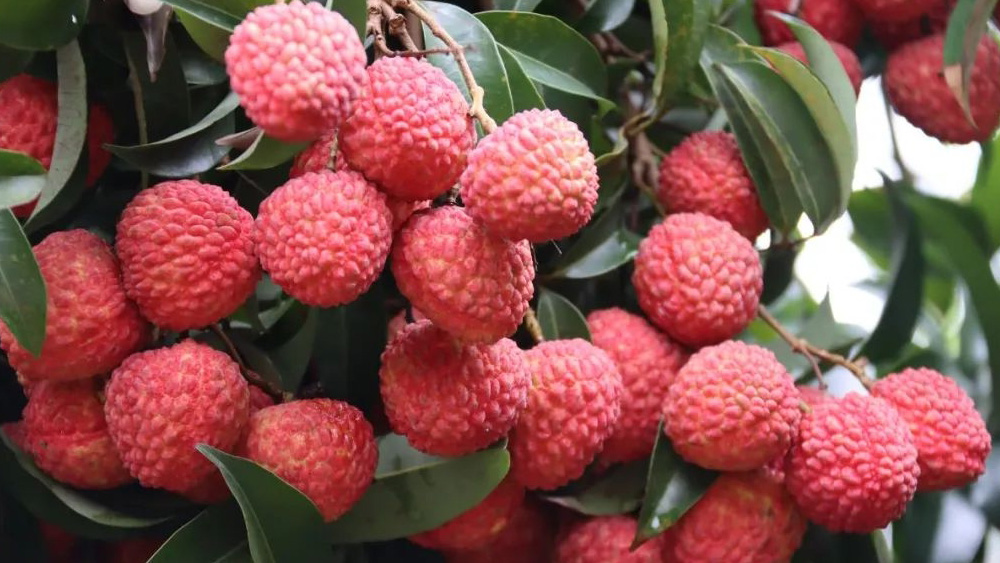 今年廣東荔枝產量預測增三成 相關部門廣拓渠道讓荔農增產增收