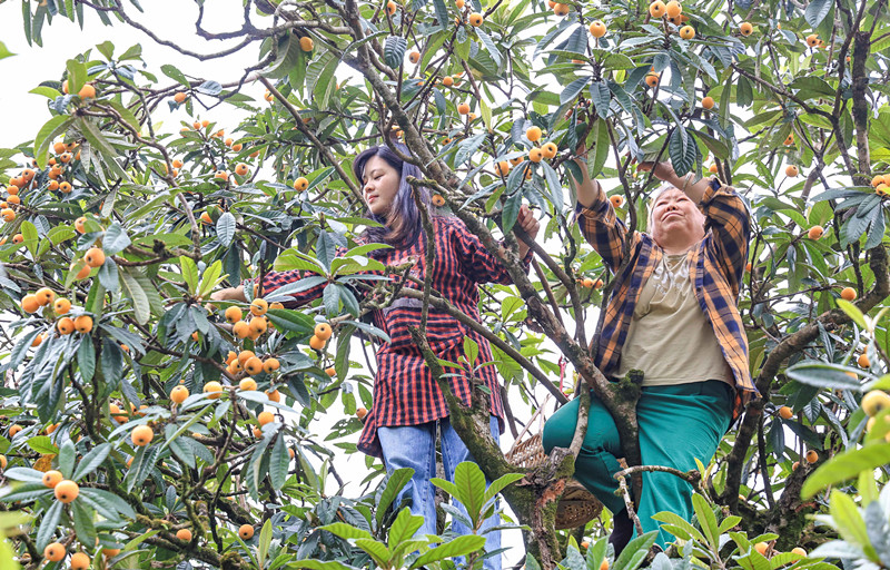 「甜」滿整個夏天！  皖歙縣「三潭」枇杷季開啟