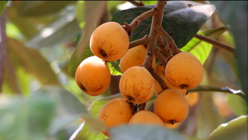 「特色資源」如何成為 「優勢產業」？皖歙縣謀劃產業破局 「一盤棋」