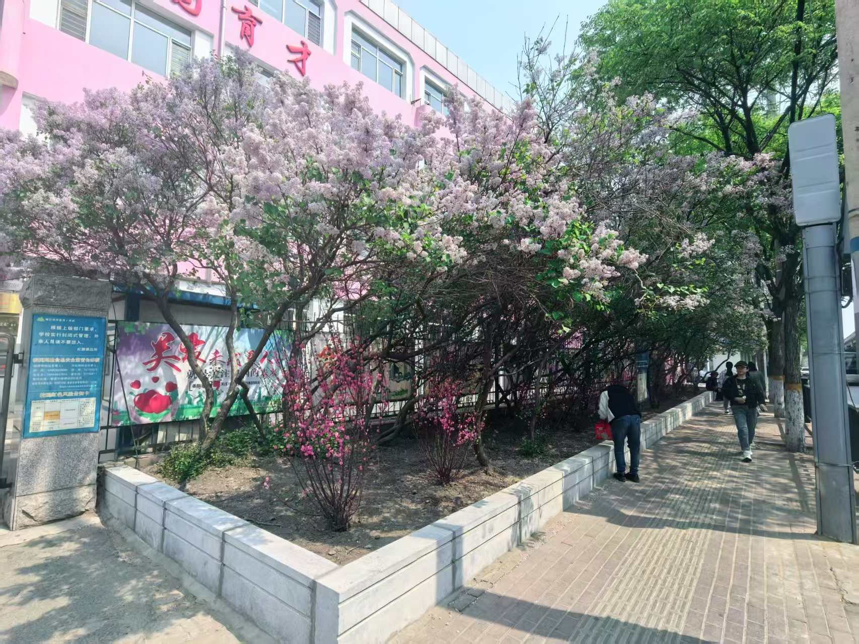 哈市香坊區綠化美化25所校園周邊環境 營造優美學習生活空間