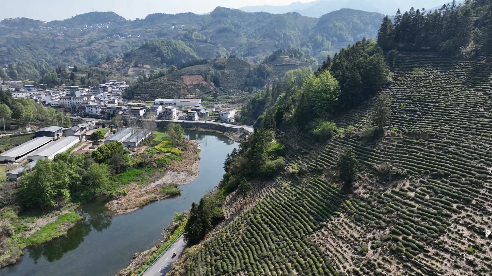 皖歙縣：生態賦能茶飄香 產業鋪就振興路