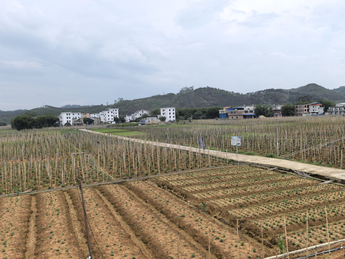 聚力「桂字號」 藤縣粉葛「鏈」起產業新圖景