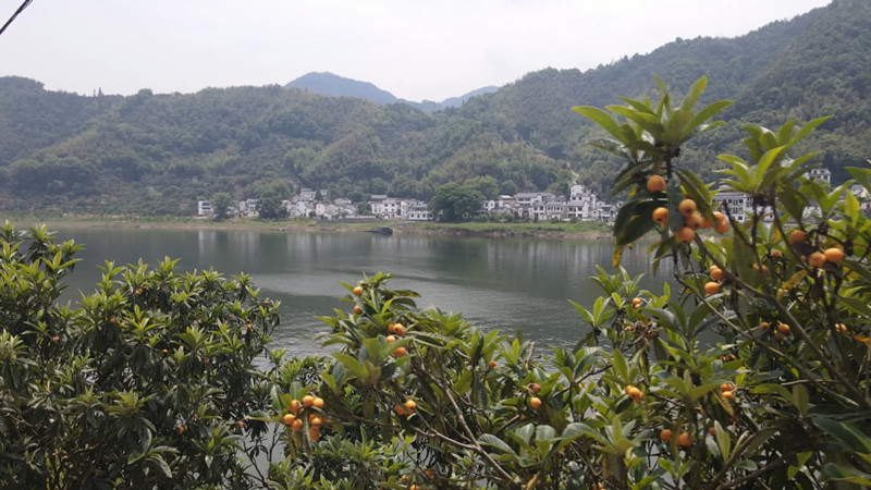 「中國枇杷之鄉」歙縣：萬畝「三潭枇杷」迎來豐收季