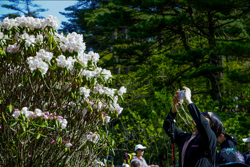 有片|黃山風景區開展國際生物多樣性日主題宣傳