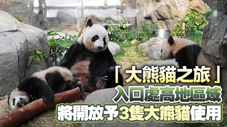 5·27起大熊貓龍鳳胎移至「盈盈」原本居住場地 探訪無需預先領取時間票