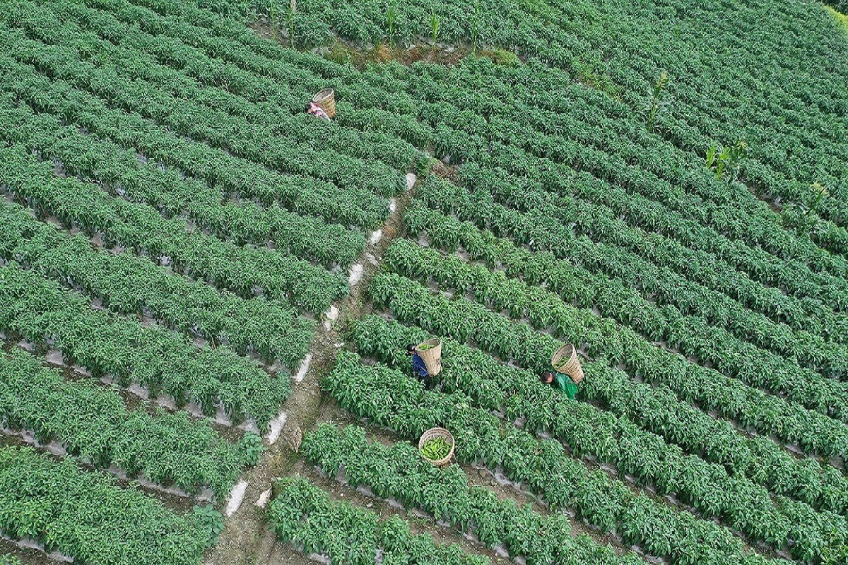 四川北川：高山生態蔬菜產業撐起村民錢袋子