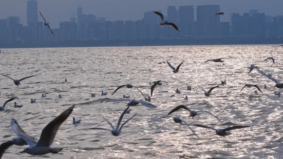 深圳生態「朋友圈」持續擴容 記錄國家重點保護物種140種