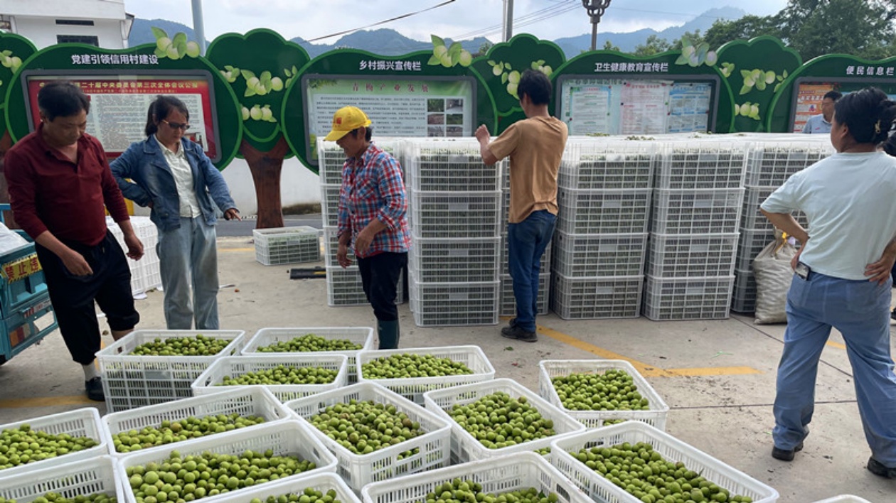 從「酸果子」到「甜產業」  皖黟縣西遞鎮青梅變「金果」