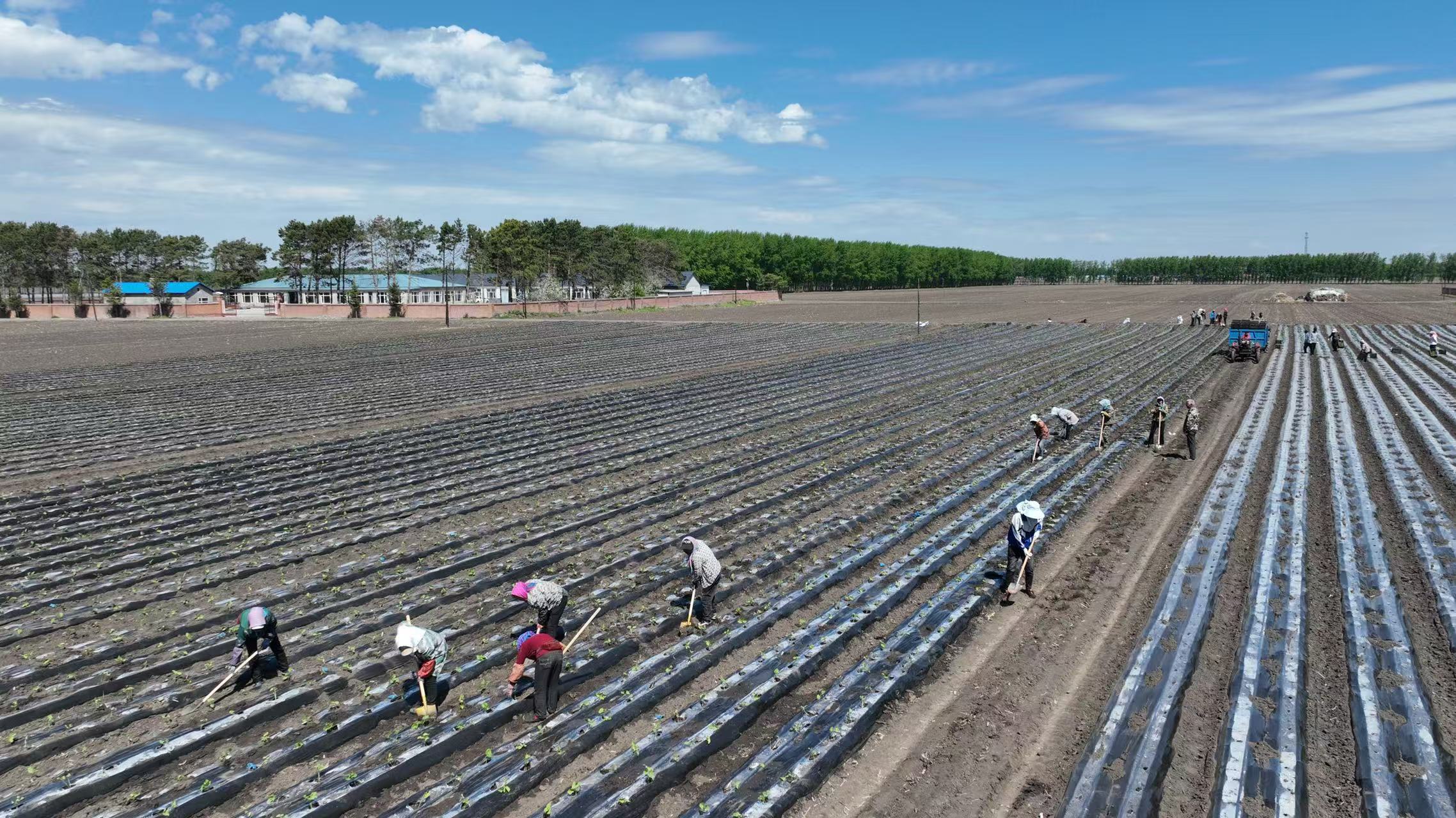 綏化北林：萬畝蔬菜移栽忙