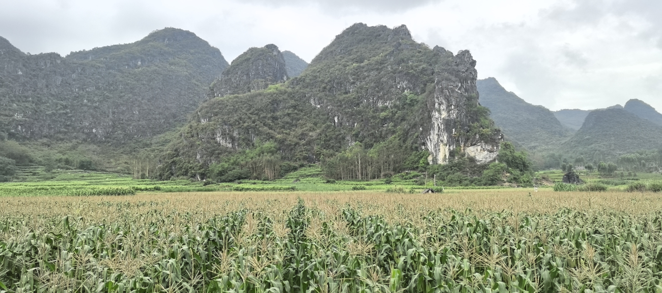 桂忻城糯玉米：五百年貢品級雜糧 粵桂協作賦能打造富民強縣支柱產業