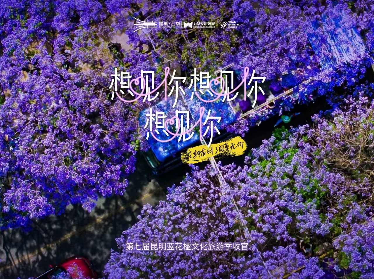 第七屆昆明藍花楹文化旅遊季收官