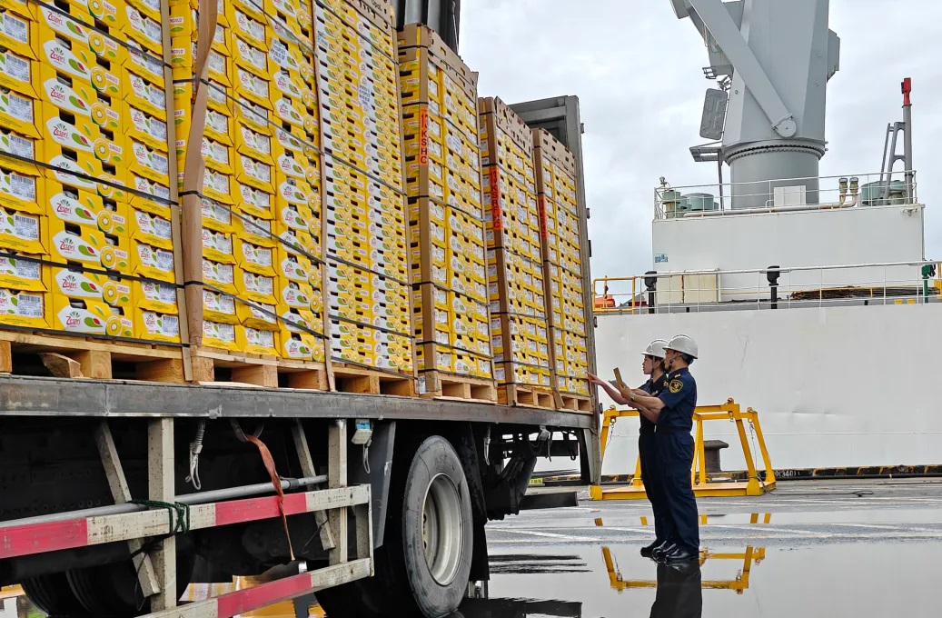 灣區民眾迎「甜蜜驚喜」  華南首艘新西蘭獼猴桃冷鏈專船抵莞
