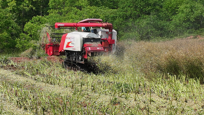 生態化處理+高值利用 皖屯溪區推動油菜秸稈機械化還田