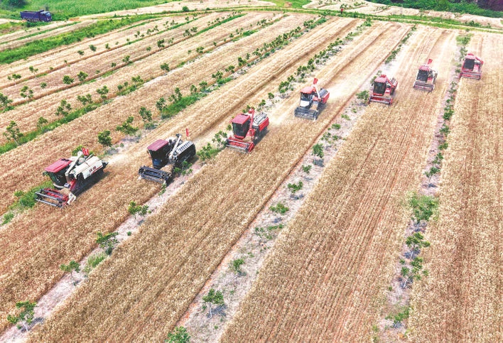 安徽巢湖：林下套種解鎖「雙贏密碼」 賦能鄉村振興新篇章