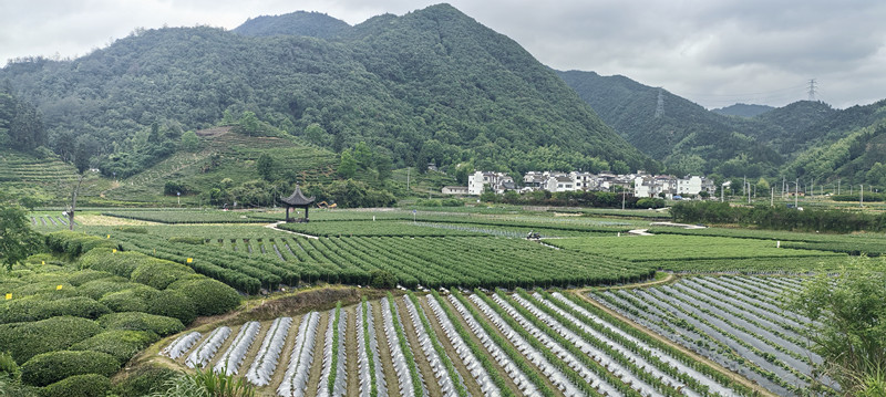 皖休寧海陽鎮：精品示範村建設提升「三農」硬實力