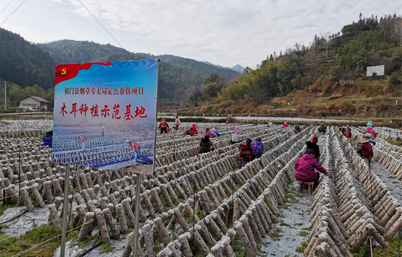 皖祁門：結對幫扶助力鄉村振興