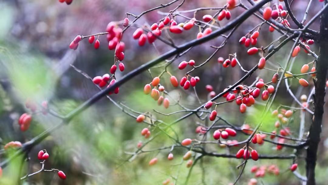 山西陽城山茱萸入選全國名特優新農產品名錄
