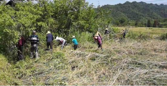 復耕復種戰正酣  皖黟縣宏潭讓撂荒地重披「綠裝」