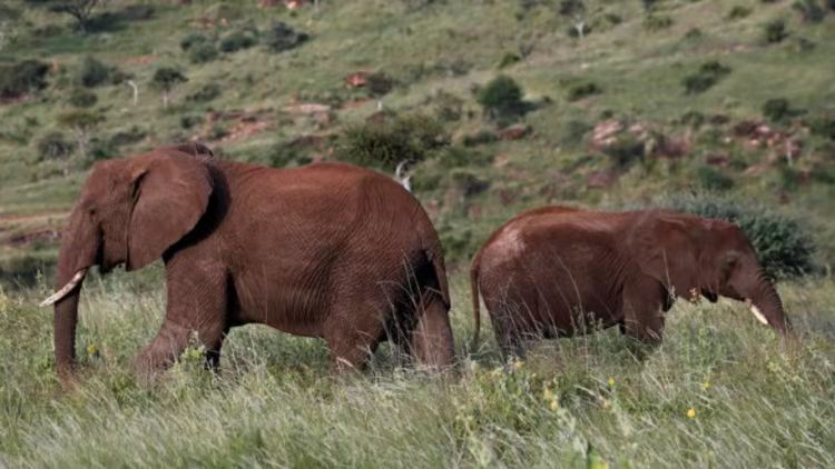 津巴布韋為緩解環境壓力 允許獵殺至少50頭大象