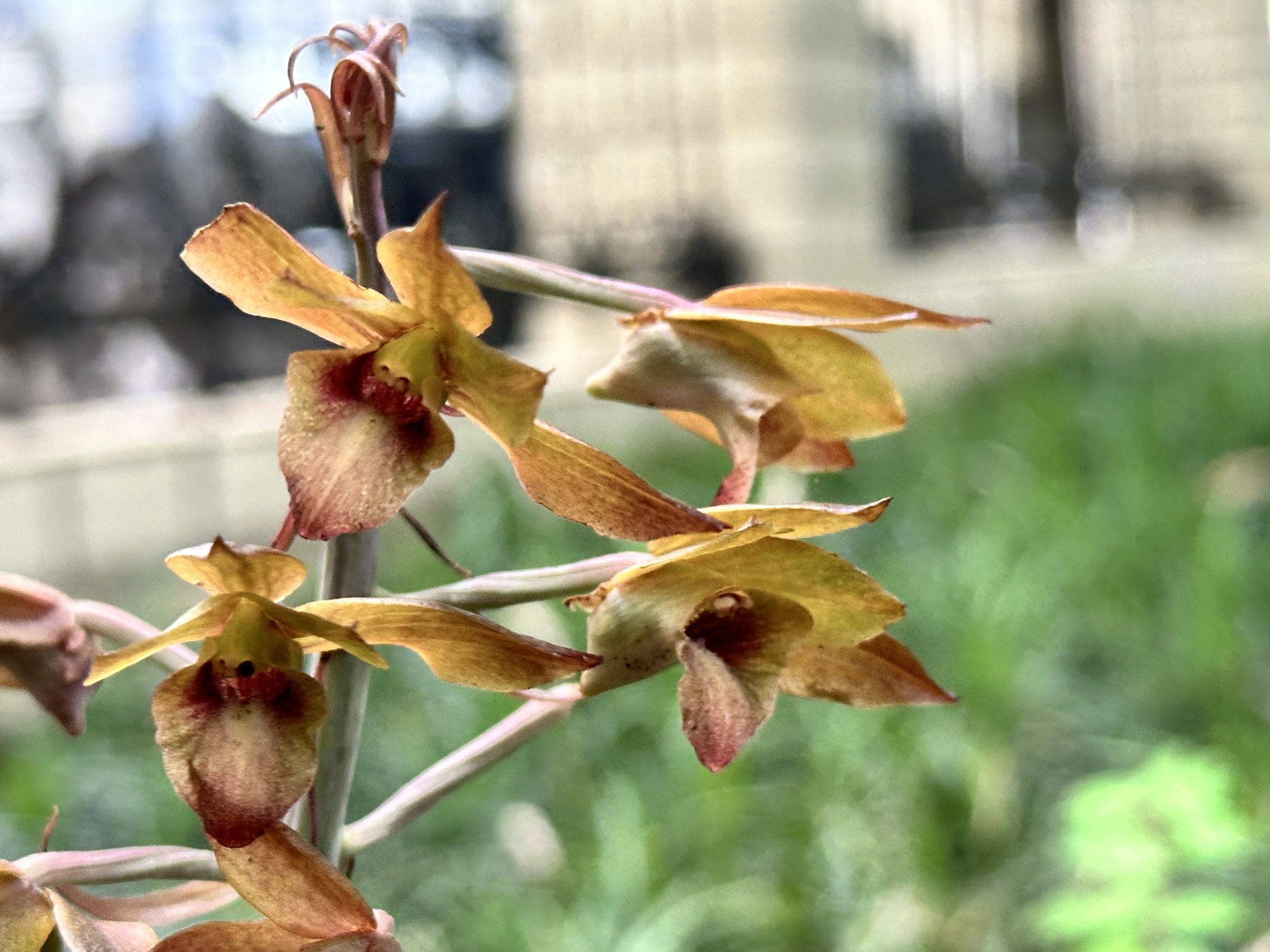 桂南寧發現珍稀物種無葉美冠蘭