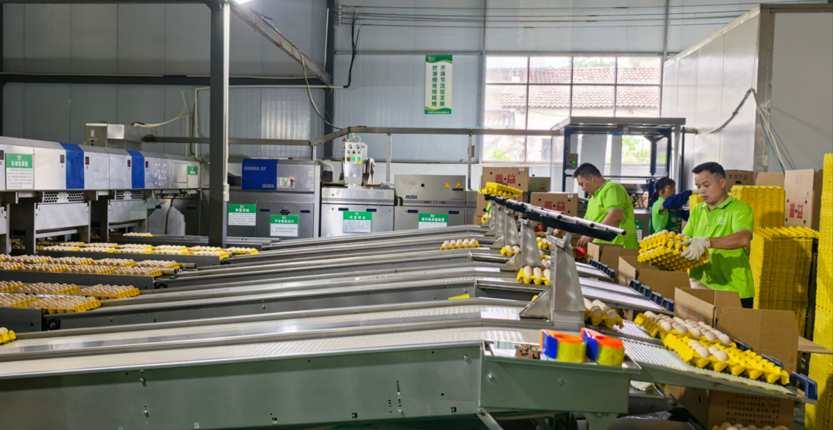 玉林三黃雞全鏈升級 年產值270億領跑廣西