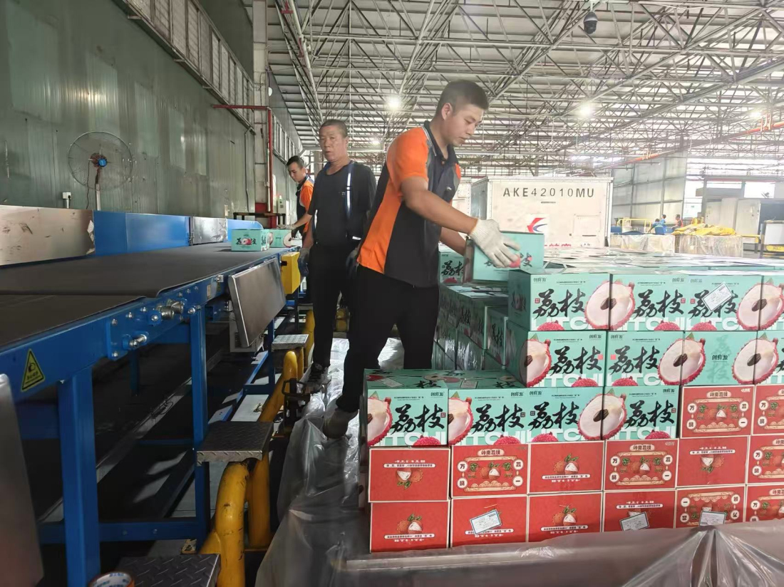 荔枝季來了！東航全力保障嶺南鮮果奔赴全國市場