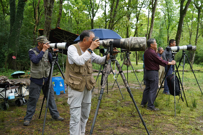 皖屯溪黎陽鎮：綬帶鳥「築巢」  觀鳥經濟興起