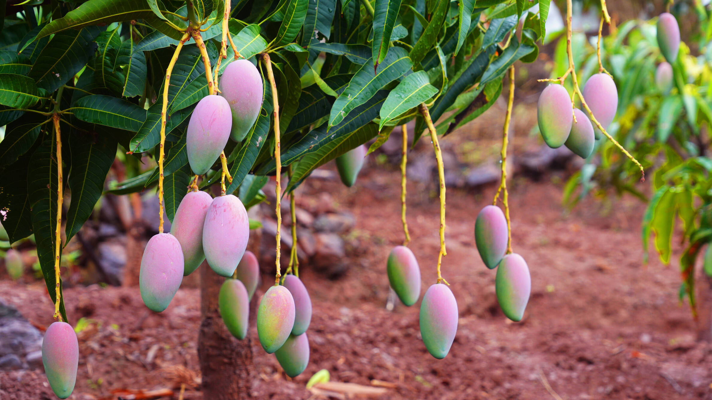 雲南永仁縣：雙輪驅動 點燃芒果產業發展新引擎