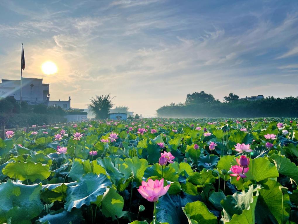 構建多元農業矩陣  皖徽州區以荷為媒促農文旅融合