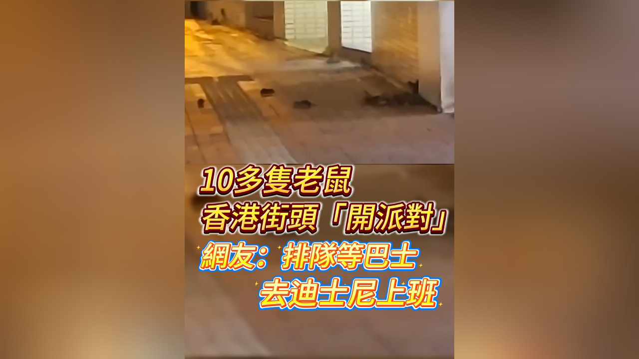 有片丨10多隻老鼠香港街頭「開派對」 網友：排隊等巴士去迪士尼上班