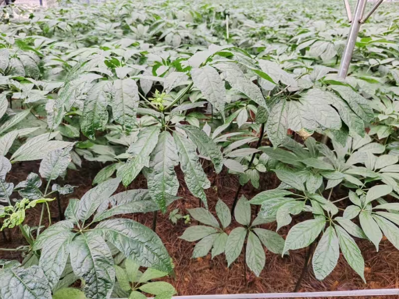 多舉措助力雲南文山州中醫藥產業發展