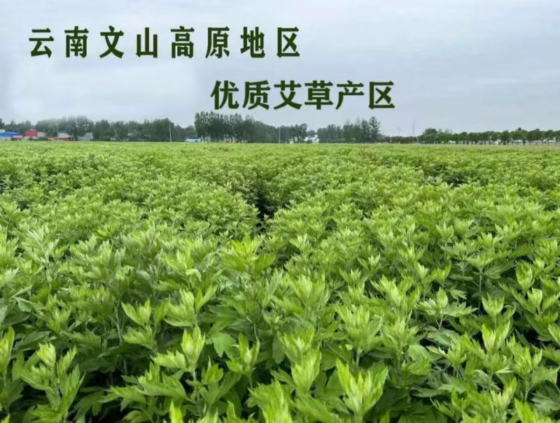 雲南文山艾草走進南博會中草藥館