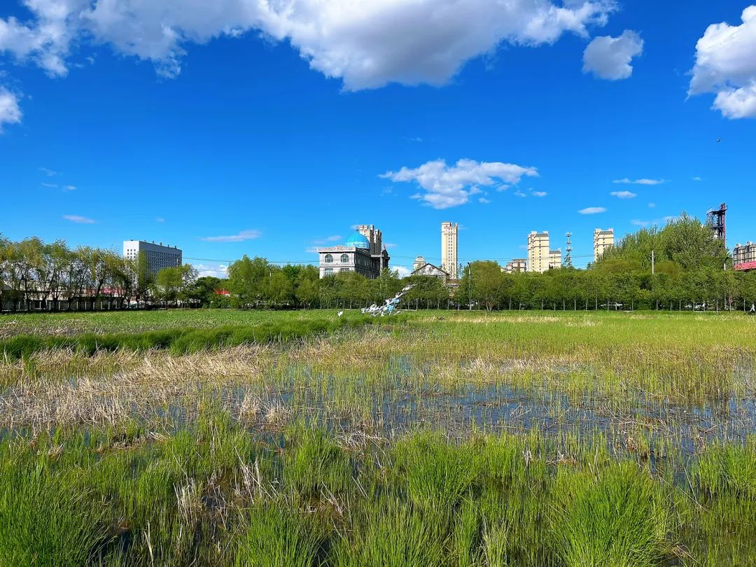 黑龍江寶清：濕地公園「蝶變」城市「綠色客廳」