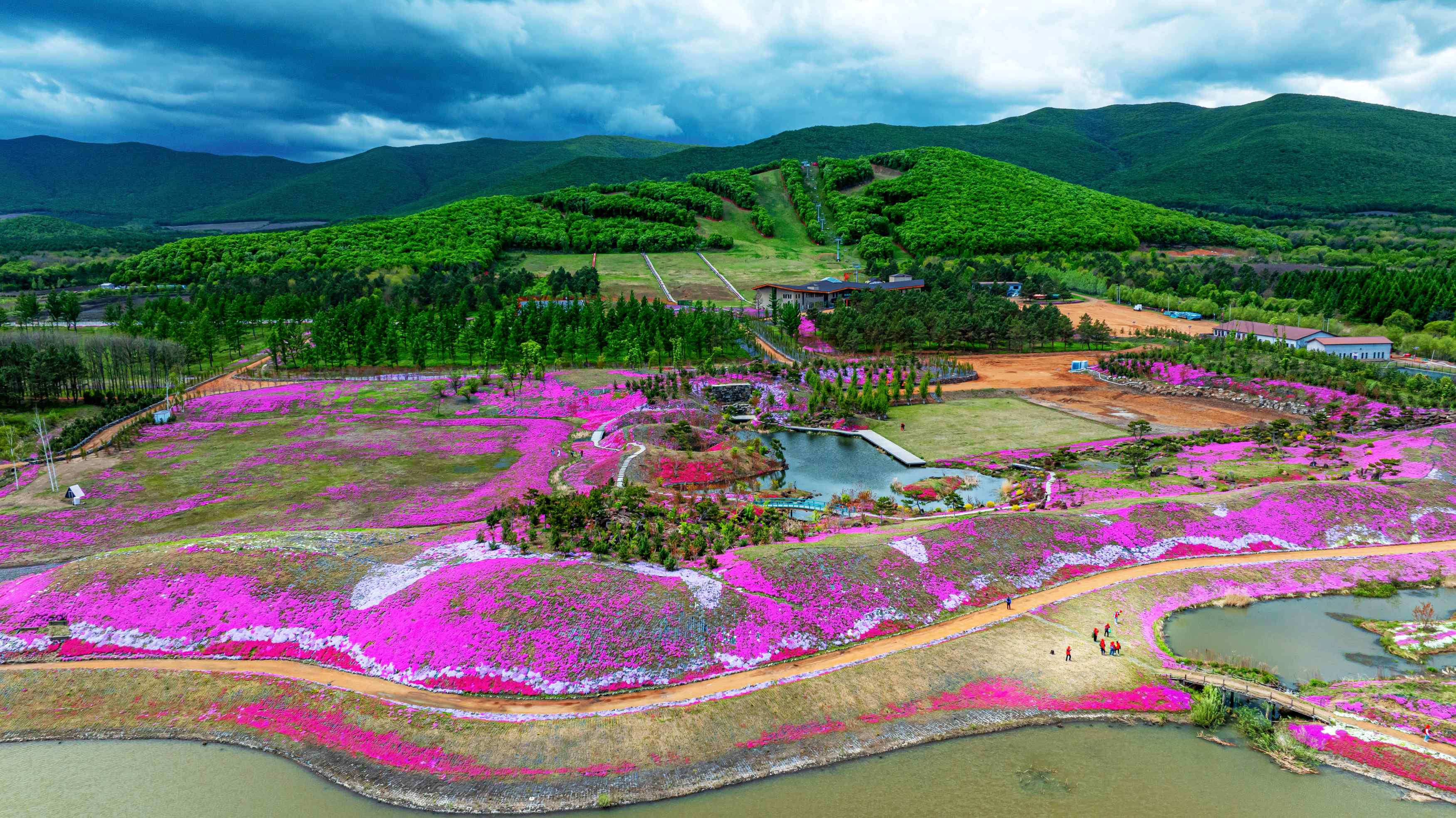 浪漫「芝櫻」 魅力寶清