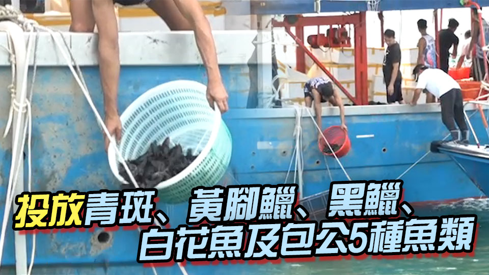 機管局投放6萬幼魚 冀提升香港西部水域生物多樣性